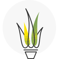 Cung cấp hạt giống